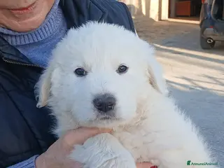 Pastore Maremmano cani IL BELLISSIMO KEVIN, INC. MAREMMANO CERCA CASA - Annuncio 4