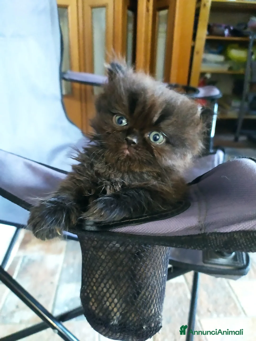 Persiano gatti in vendita: Persiano - Annuncio 1