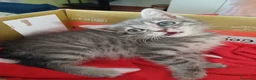 Europeo gatti in regalo: Tigratina meravigliosa  - Annuncio 5