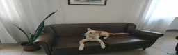 Meticcio cani in regalo: Regalo meticcio - Annuncio 3