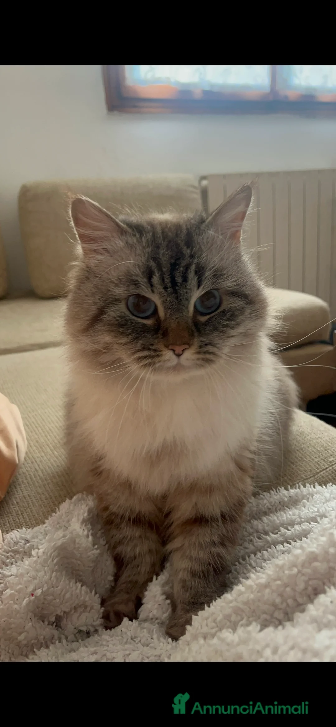 Siberiano gatti in vendita: cuccioli siberiano neva masquerade  - Annuncio 2