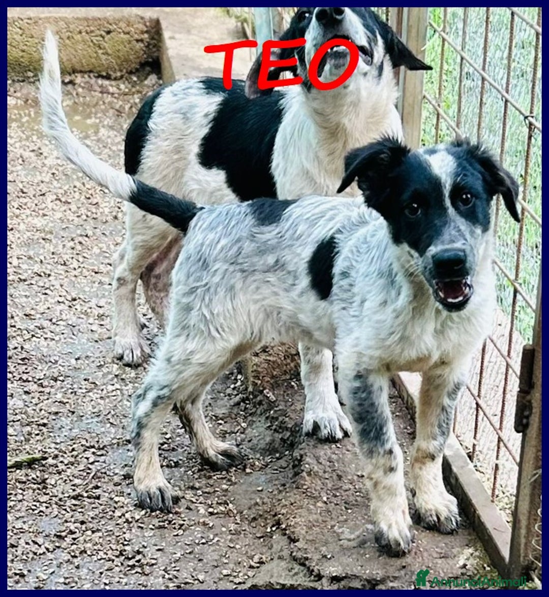 Meticcio cani in regalo: TEO vagava affamato per strada - Annuncio 1