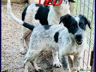 Meticcio cani TEO vagava affamato per strada - Annuncio 41