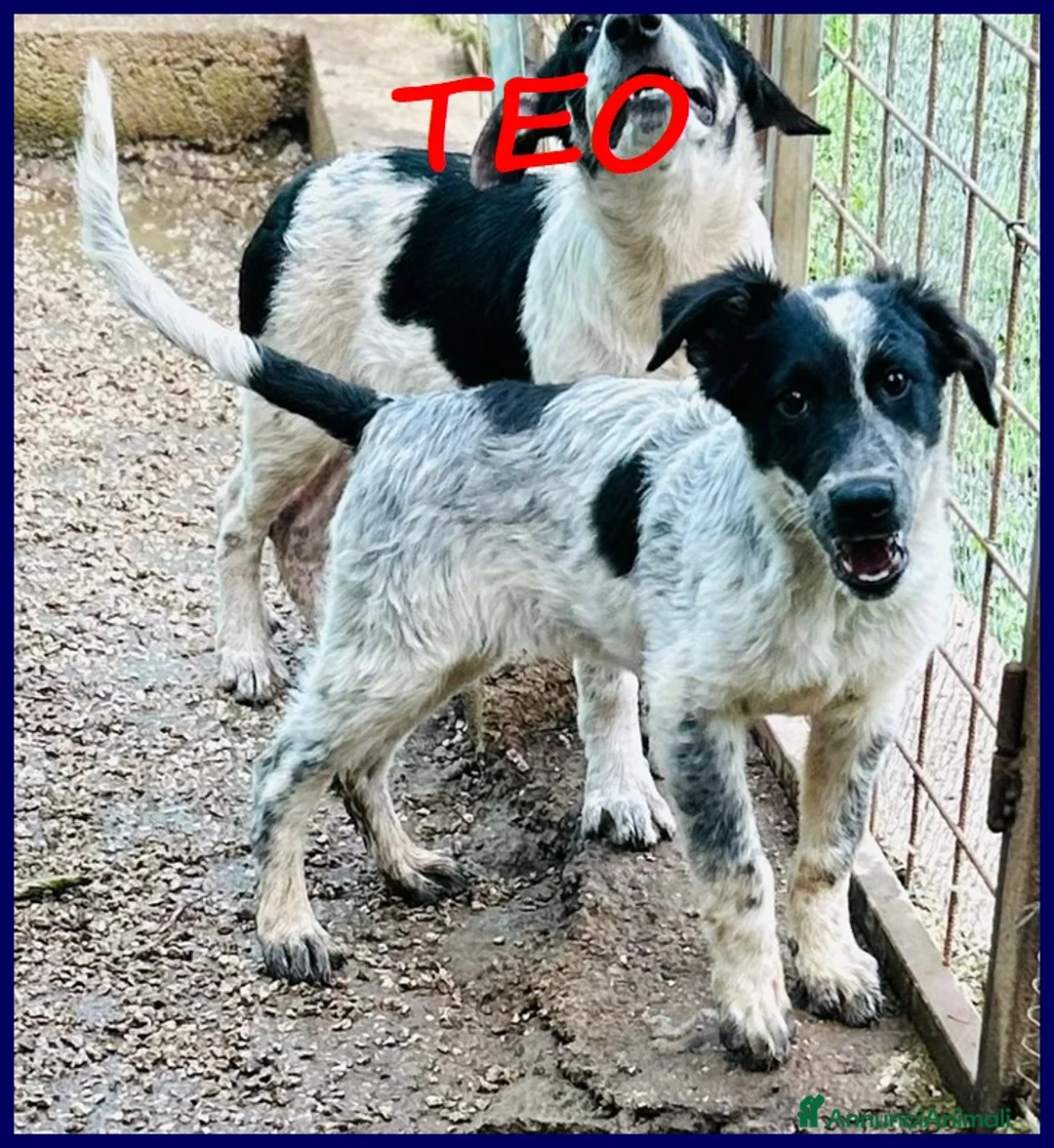 Meticcio cani in regalo: TEO vagava affamato per strada - Annuncio 1