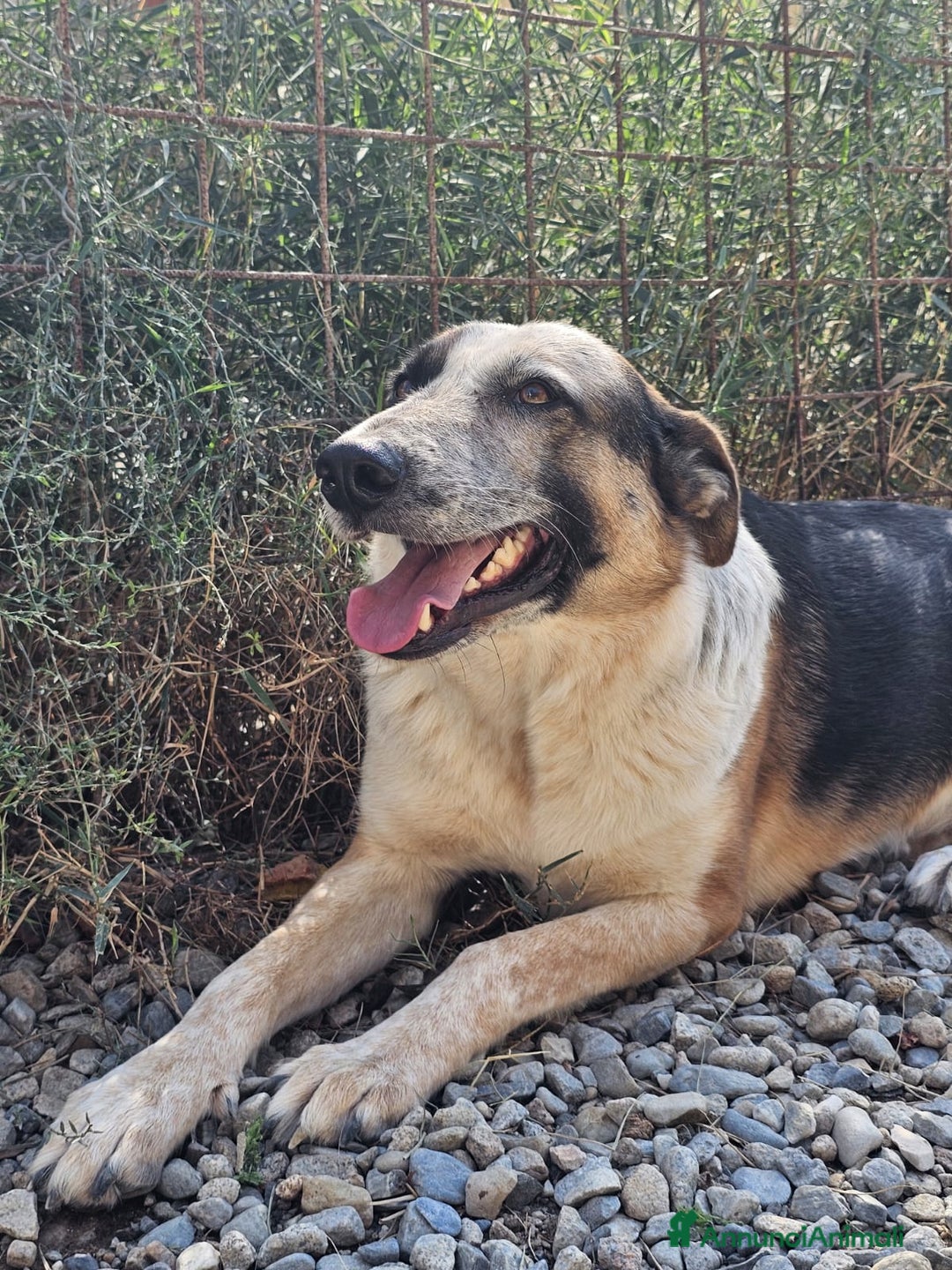Meticcio cani in regalo: Spike un gigante dal cuore tenero - Annuncio 4