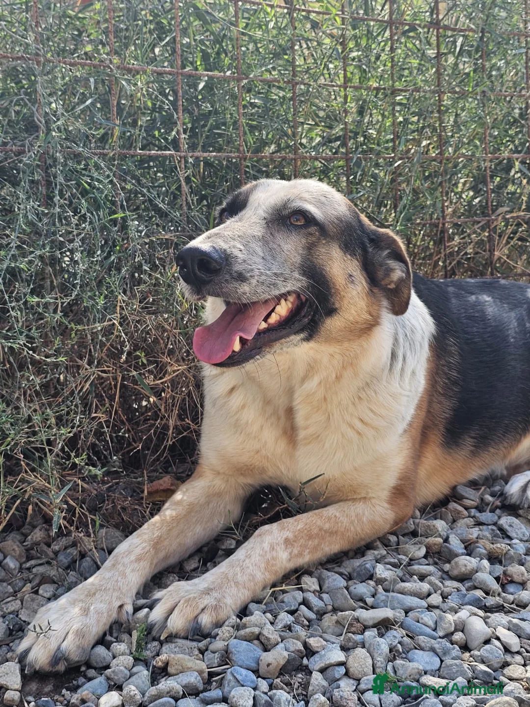 Meticcio cani in regalo: Spike un gigante dal cuore tenero - Annuncio 4