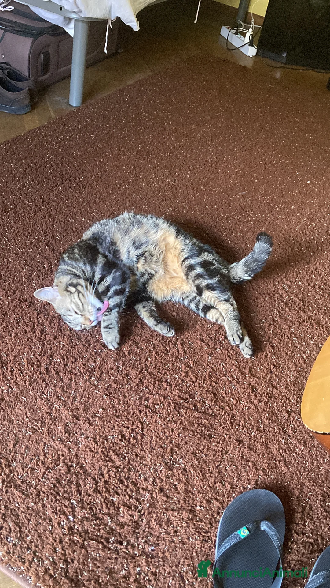 Europeo gatti in regalo: Gatto maschio adulto (sterilizzato) - Annuncio 19