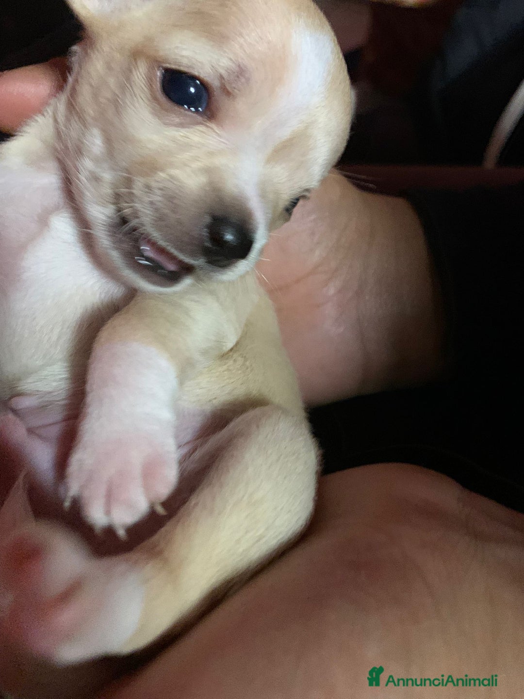 Meticcio cani in vendita: Vedo chihuahua. Invocato  - Annuncio 4