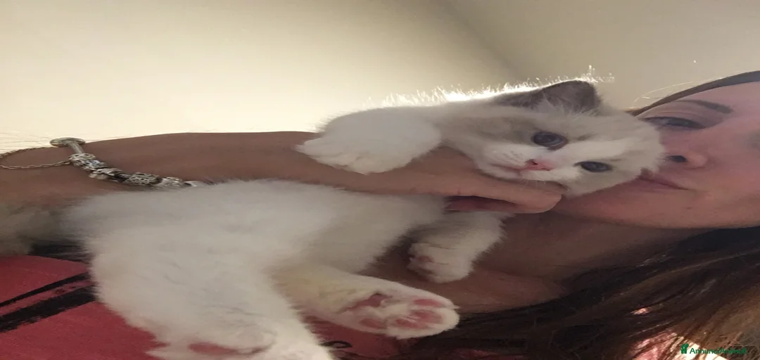 Immagine della galleria {{count}}