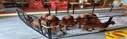Setter Irlandese cani in vendita: Cucciolata Elsa e Liam a Provincia di Alessandria - Annuncio 6