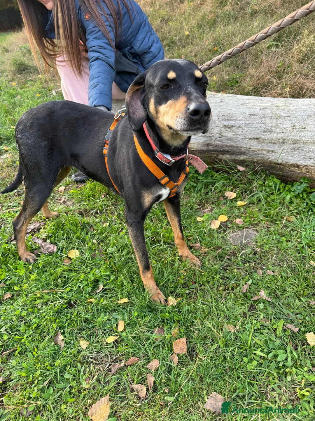 Segugio cani in regalo: SKYLAR, una splendida mix segugio a Città metropolitana di Milano - Annuncio 7