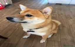 Shiba Inu cani per accoppiamento: Accoppiamento - Immagine 2