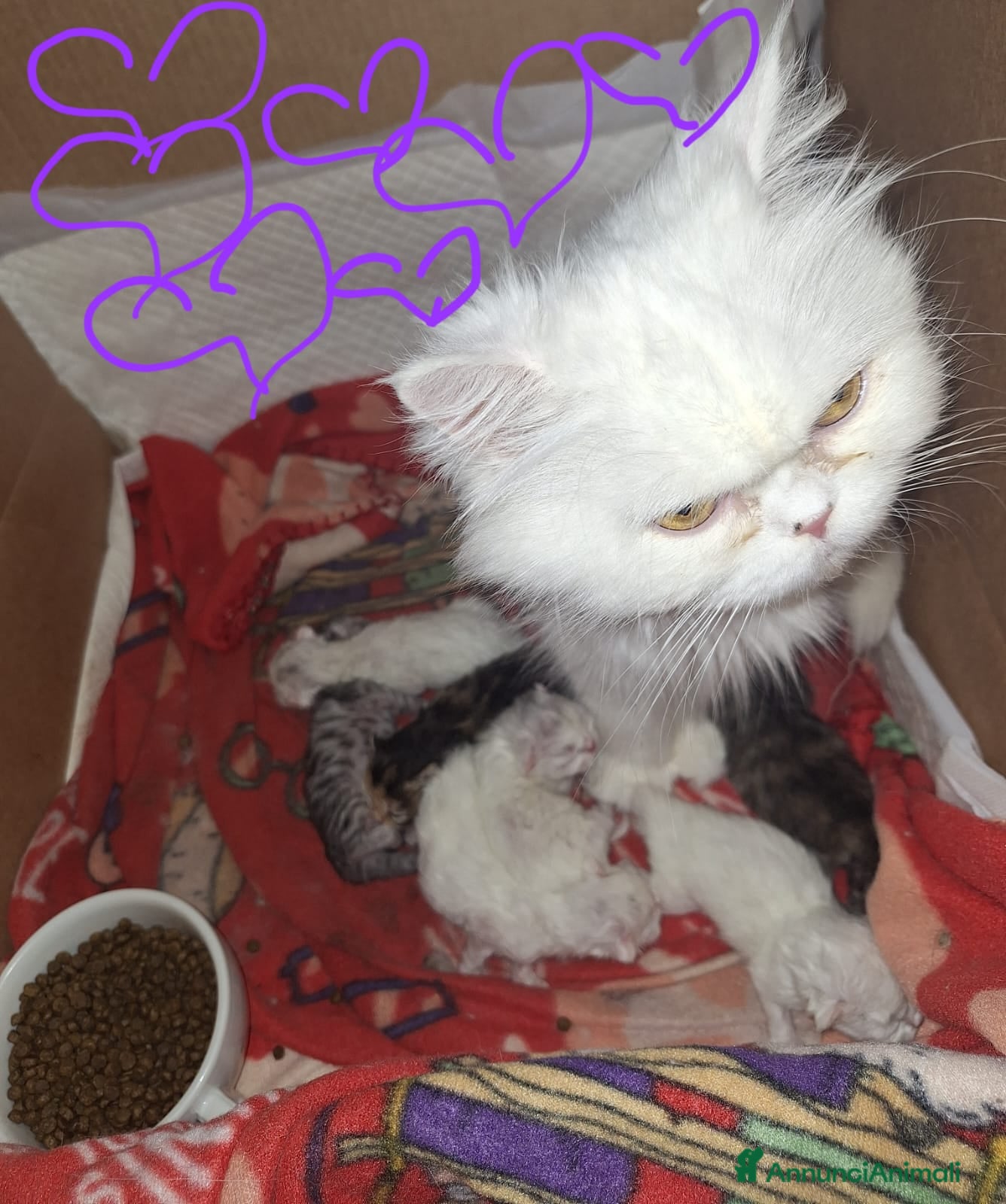 Persiano gatti Persiani gattini - Annuncio 1