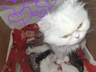 Persiano gatti Persiani gattini - Annuncio 8