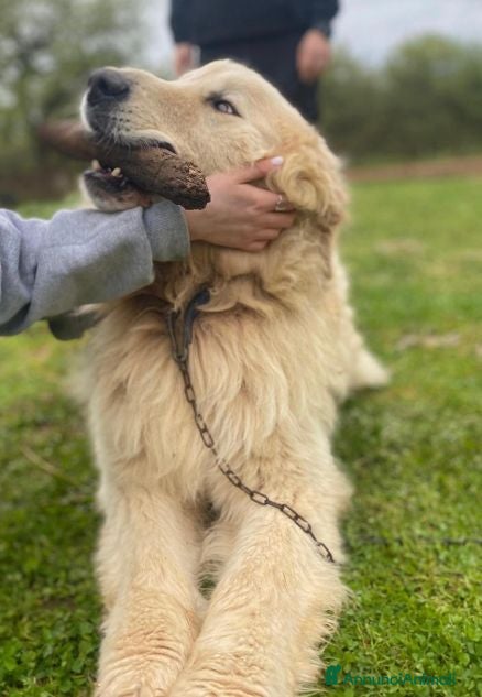 Pastore Abbruzzese Maremmano cani ROMEO buono ed affettuoso - Annuncio 6