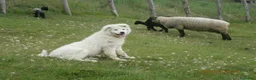 Pastore Maremmano cani in vendita: Spettacolari cuccioli di Pastore Abruzzese  - Annuncio 16