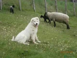 Pastore Maremmano cani Spettacolari cuccioli di Pastore Abruzzese - Annuncio 4