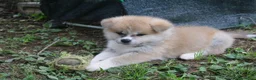 Akita Inu cani in vendita: CUCCIOLI DI AKITA DA ALLEVAMENTO ENCI - Annuncio 6