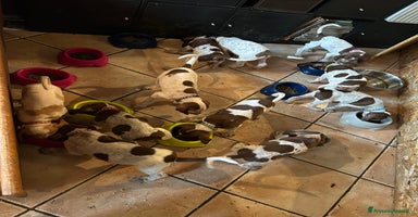 Bracco cani a Provincia di Biella - Annuncio 13