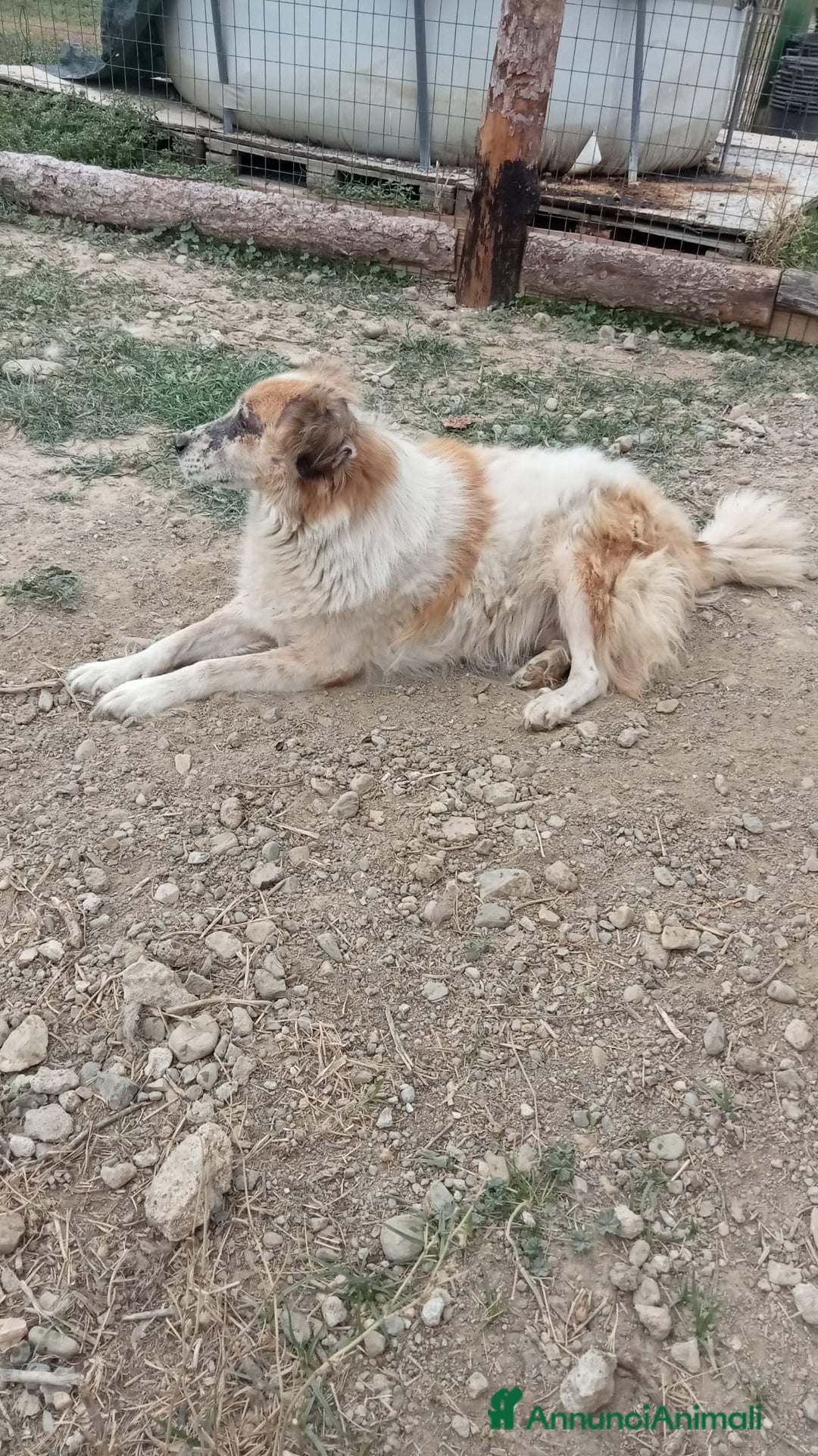 Meticcio cani in regalo: ARTU' - Annuncio 3