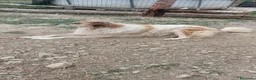 Meticcio cani in regalo: ARTU' - Annuncio 3