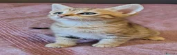 Bengala gatti in vendita: Gattini bengala dolcissimi - Annuncio 10