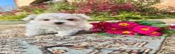 Maltese cani in vendita: MERAVIGLIOSI "PICCOLI" MALTESI a Provincia di Padova - Annuncio 1