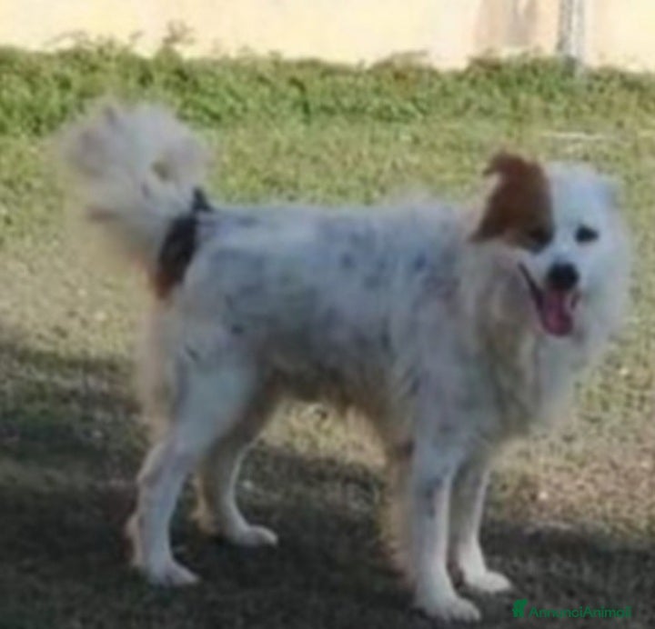 Meticcio cani 15anni ASPETTA ANCORA CASA!!!TARANTO SIS CASA  - Annuncio 2