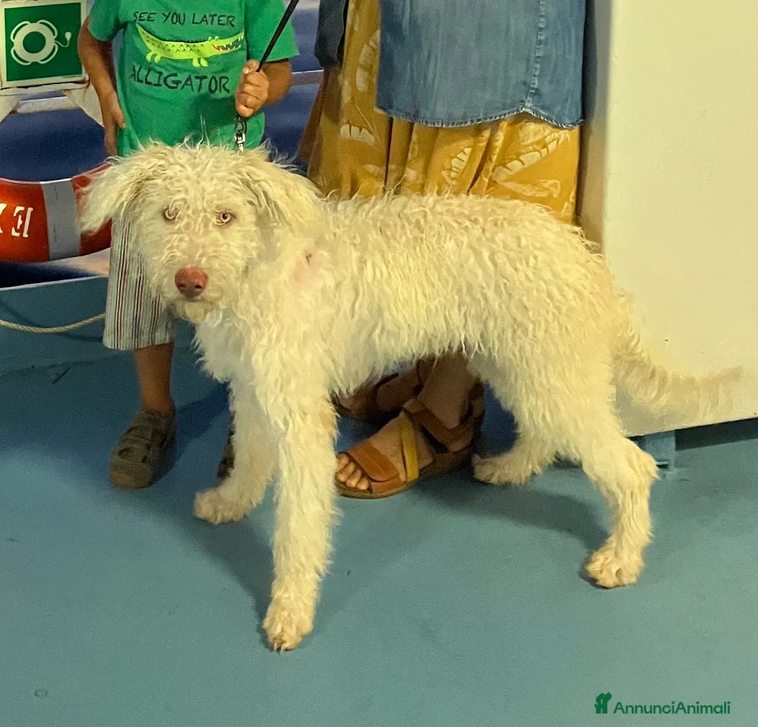 Meticcio cani in regalo: Cucciolo meticcio lagotto/spinone di 8 mesi - Annuncio 1