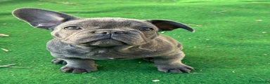 Bulldog Francese Cucciolo 1