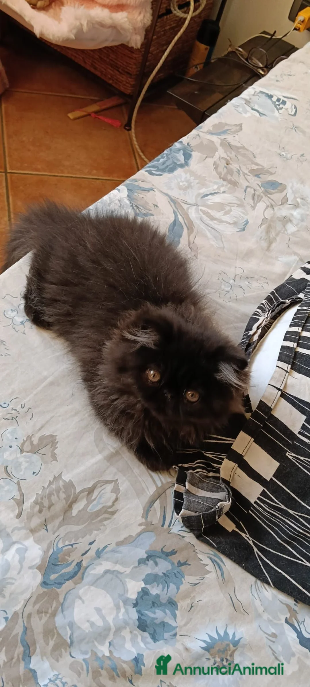 Persiano gatti in vendita: Cuccioli di persiano alta genealogia con pedigree a Provincia di Pavia - Annuncio 7