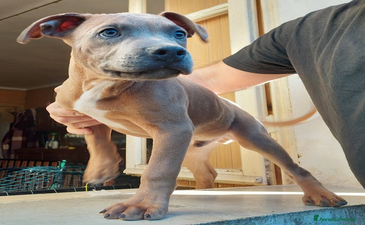 American Bully cani Cuccioli American pit bull terrier  - Annuncio 1