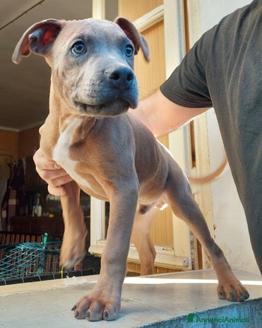 American Bully cani Cuccioli American pit bull terrier - Annuncio 1