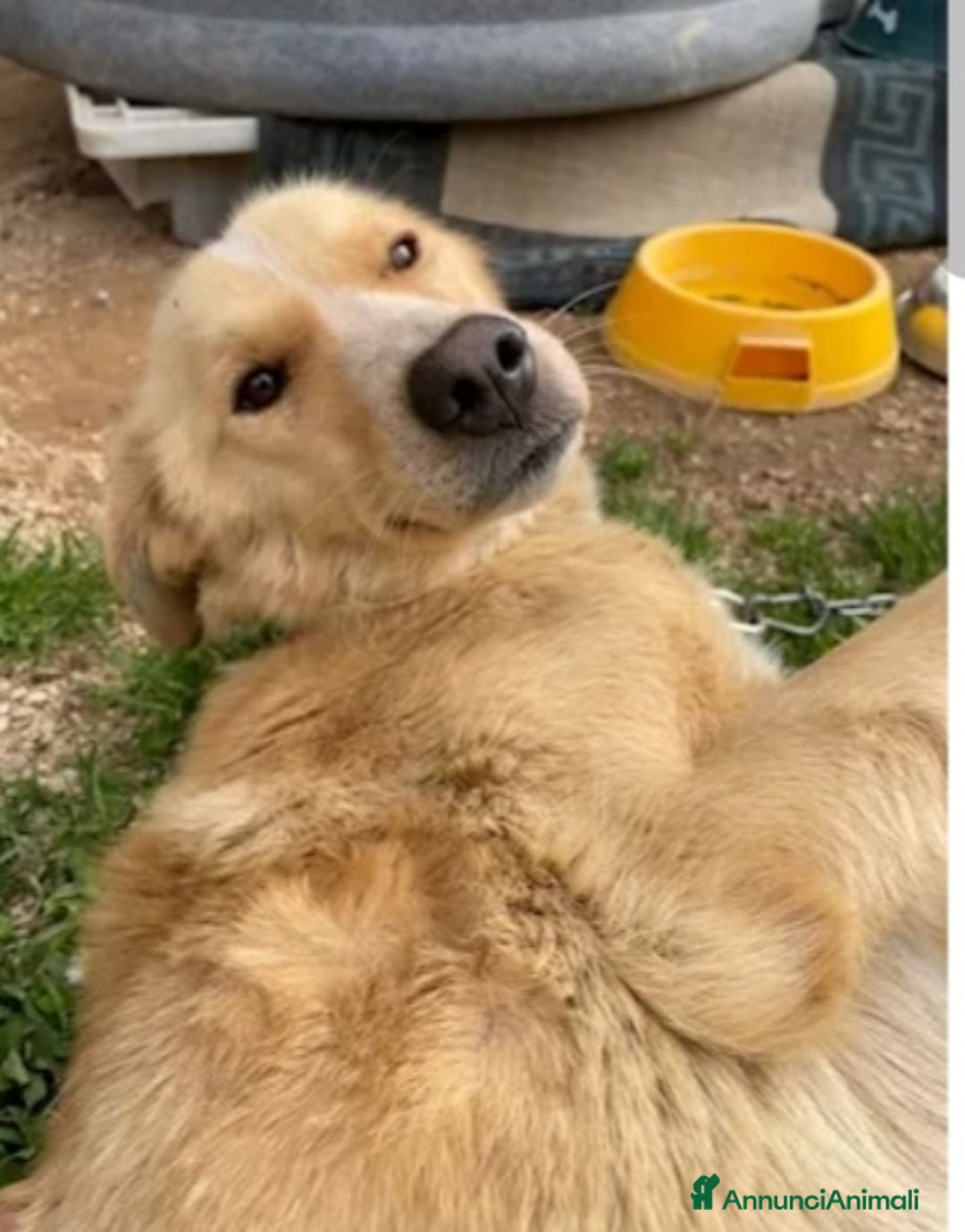 Meticcio cani in regalo: Mix Golden femmina 3anni a catena da tanto! LAZIO a Città metropolitana di Milano - Annuncio 2