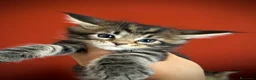 Maine Coon gatti in vendita: Bella cucciolina dal Mainemarie  - Annuncio 4
