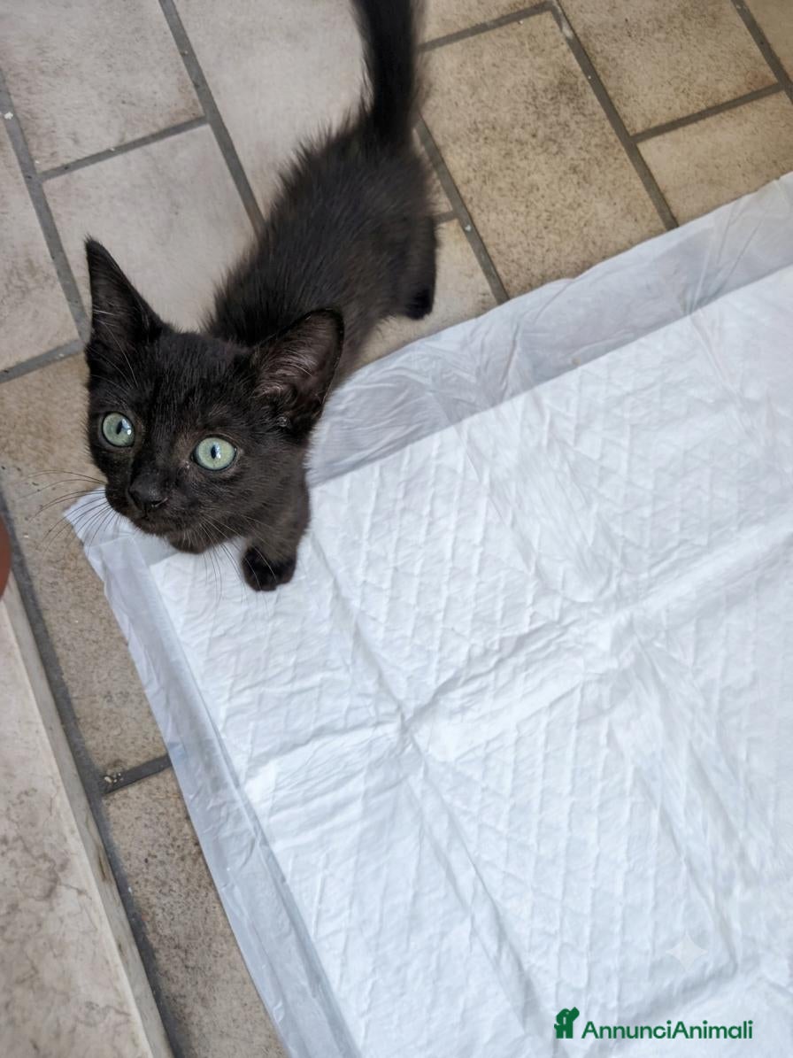 Meticcio gatti Gattino di 3 mesi - Annuncio 4