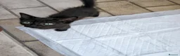 Meticcio gatti in vendita: Gattino di 3 mesi a Provincia di Verona - Annuncio 1