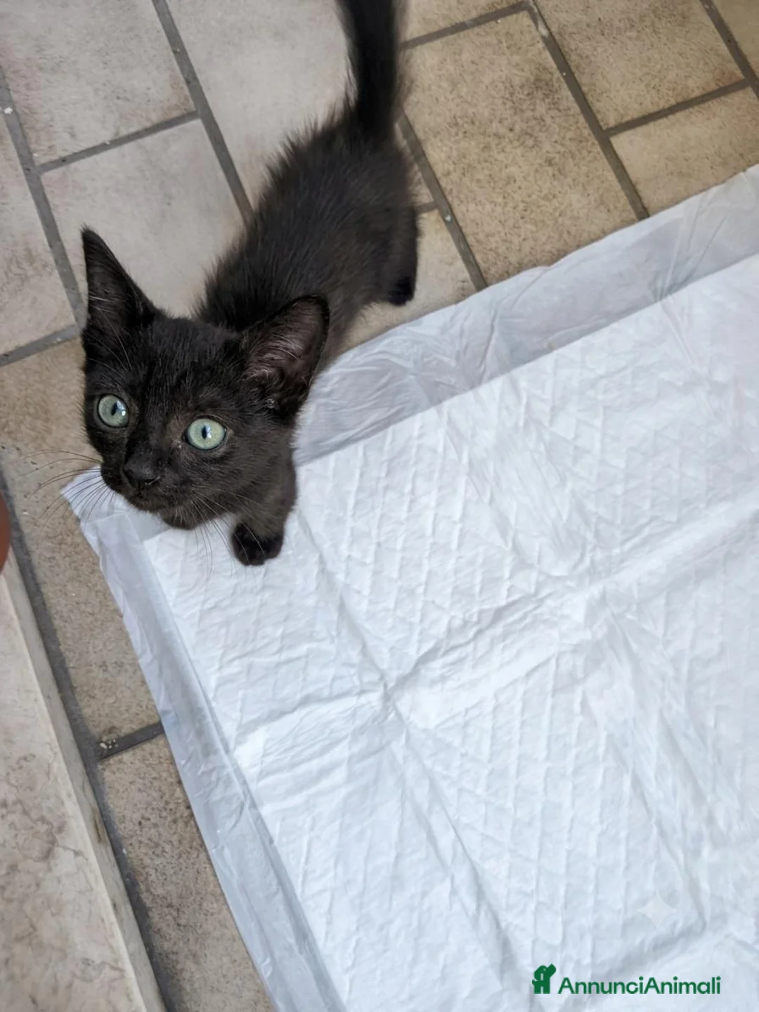 Meticcio gatti in vendita: Gattino di 3 mesi a Provincia di Verona - Annuncio 1