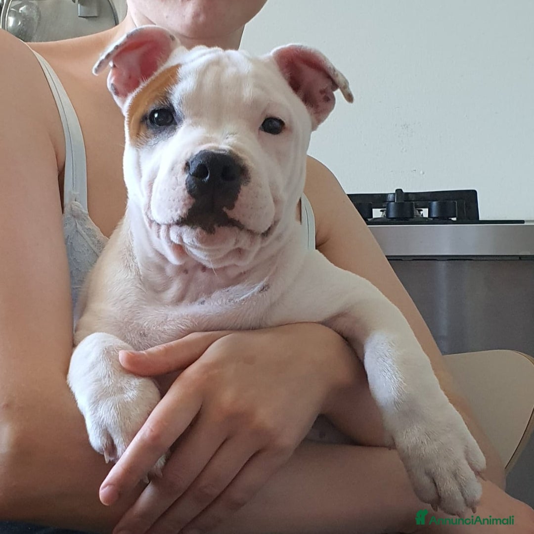 Immagine della galleria {{count}}