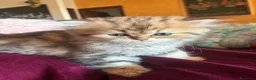 Persiano gatti in vendita: Gattini persiani chinchilla maschi  - Annuncio 6