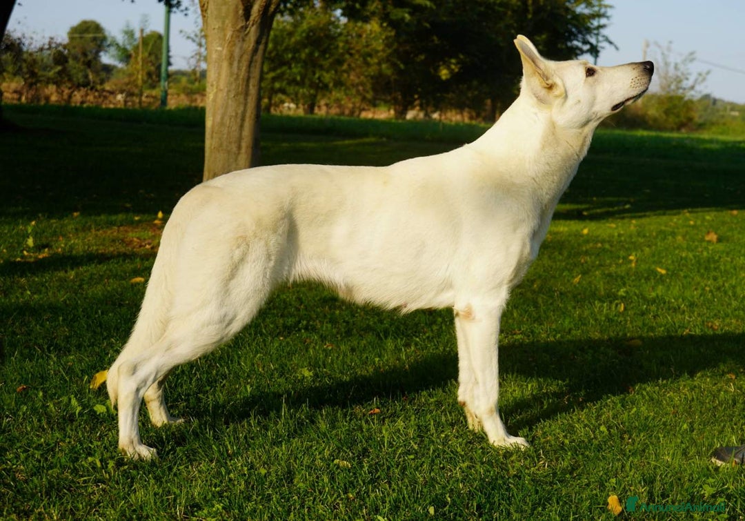 Pastore Svizzero cani in vendita: cucciolo pastore svizzero bianco  - Annuncio 4