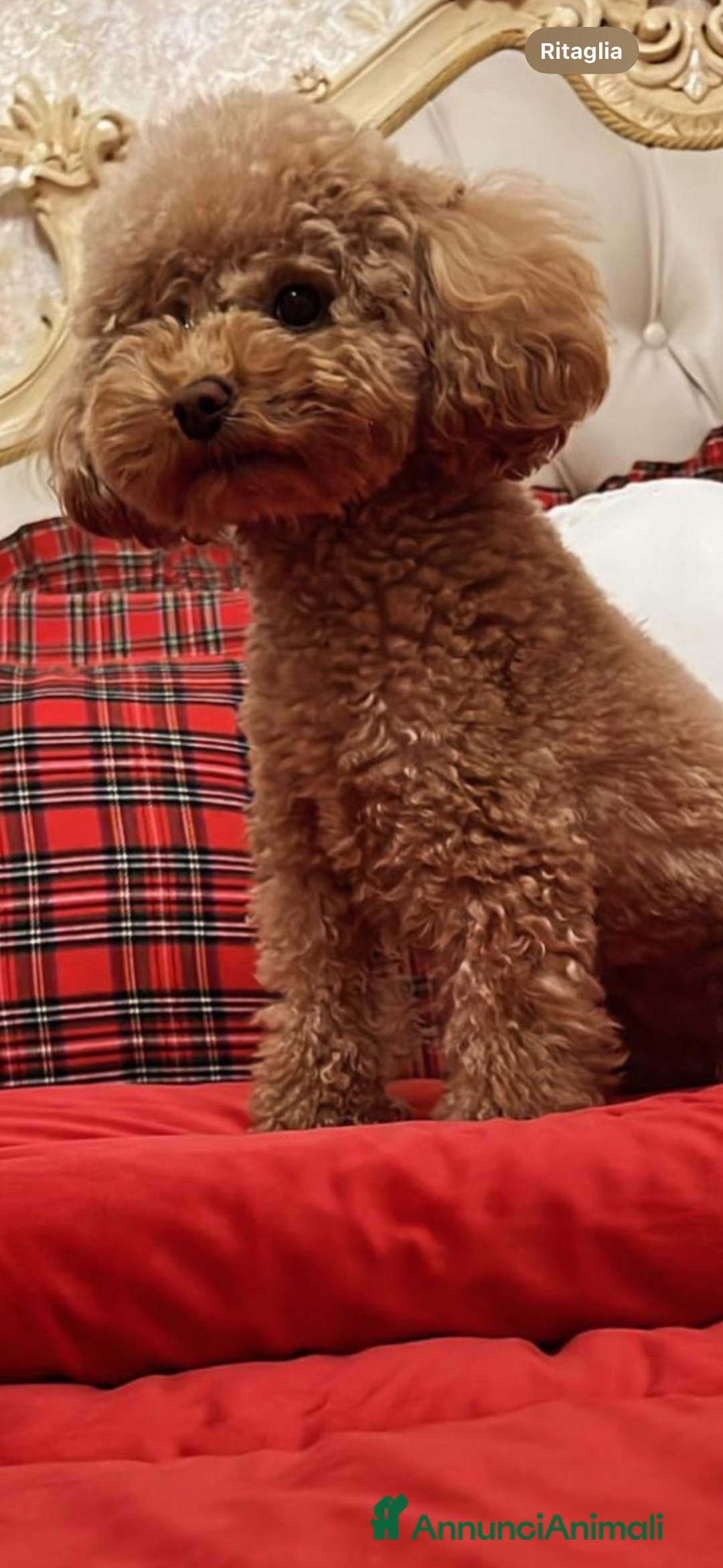 Barboncino Toy cani in vendita: Barboncina rosso mini a Città Metropolitana di Napoli - Immagine 3