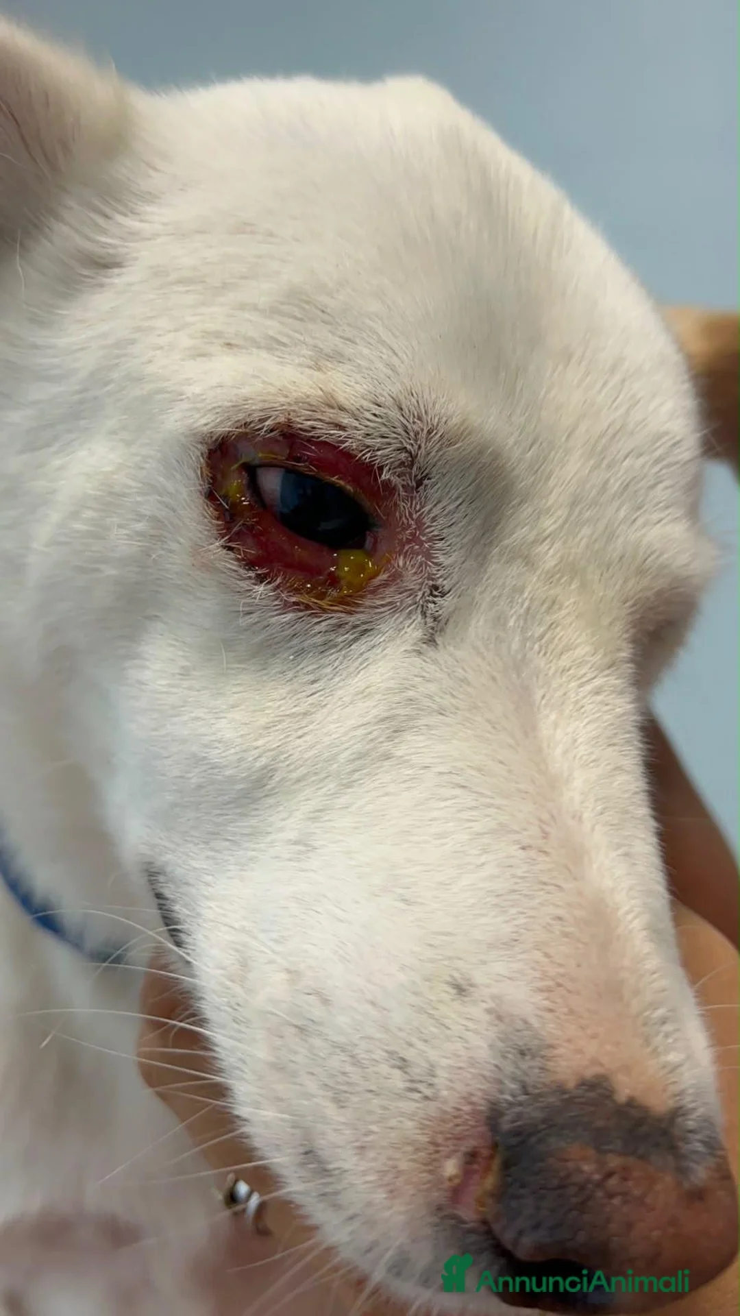 Meticcio cani in regalo: Adozione del cuore per Coco - Annuncio 5