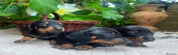 Bassotto cani in vendita: Bassotti  - Annuncio 6