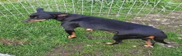 Pinscher Miniatura cani in vendita: Cucciole di Pincher, Pinscher  - Annuncio 2