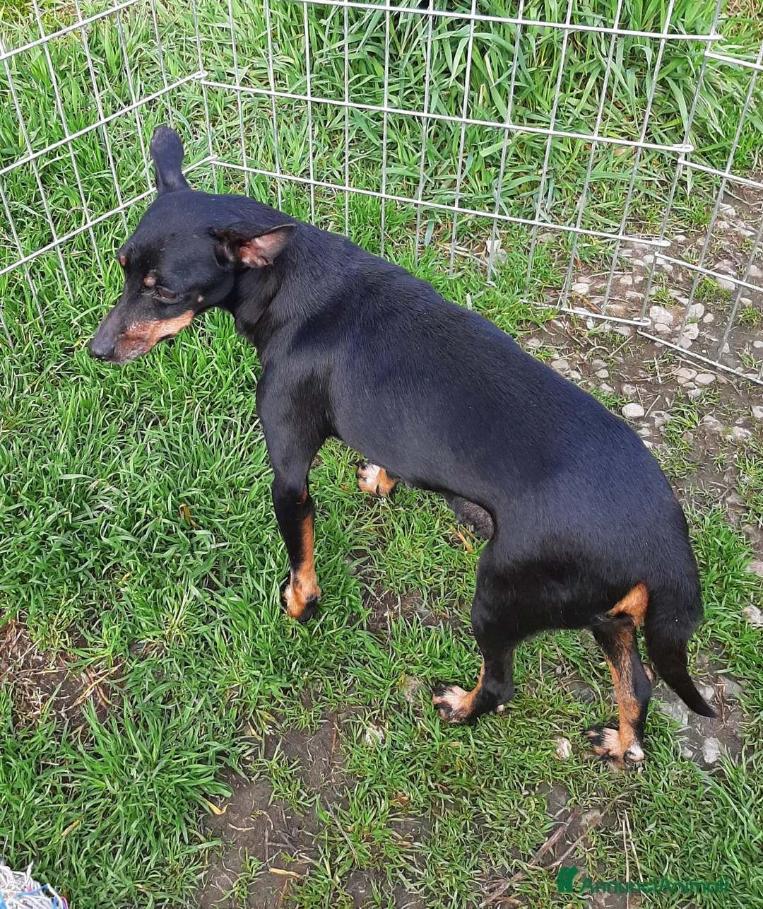 Pinscher Miniatura cani in vendita: Cucciole di Pincher, Pinscher  - Annuncio 2