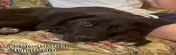 Meticcio cani in regalo: CUCCIOLI: TEMPO SCADUTO, URGENTE  a Provincia di Arezzo - Annuncio 10