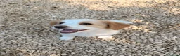 Meticcio cani in regalo: LA PICCOLA MIA a Città metropolitana di Milano - Annuncio 4