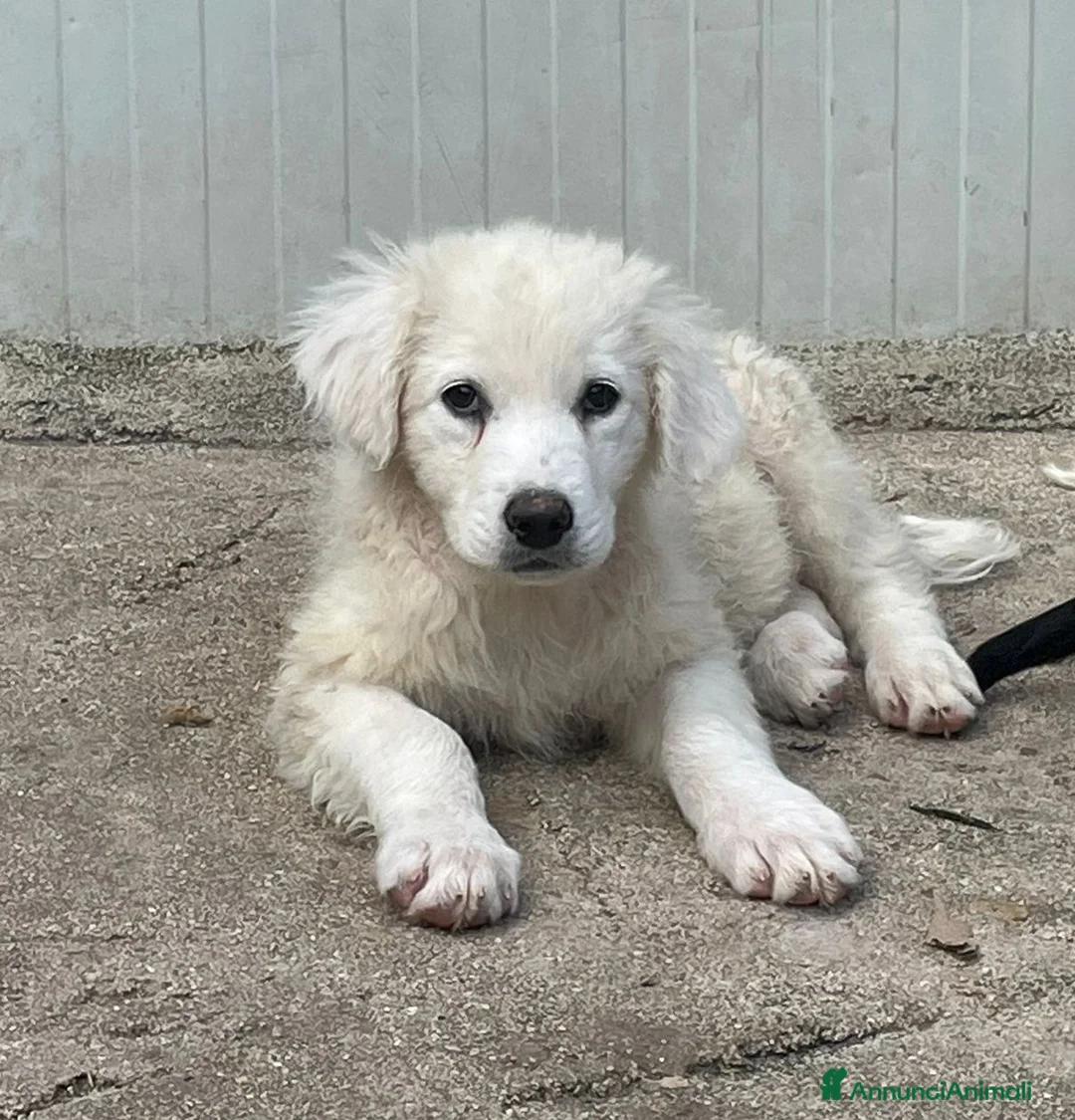 Meticcio cani in regalo: FREYETTA SUPER DOLCE - Annuncio 1