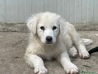 Meticcio cani FREYETTA SUPER DOLCE - Annuncio 34